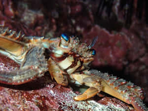 Rock Crabon Coral Reef Wallpaper