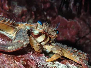 Rock Crabon Coral Reef Wallpaper