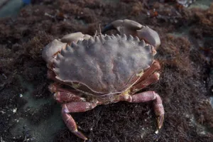 Rock Crabon Seafloor Wallpaper