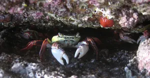Rock Crabs Hiding Under Rock Wallpaper