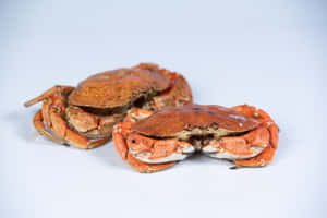 Rock Crabson White Background Wallpaper