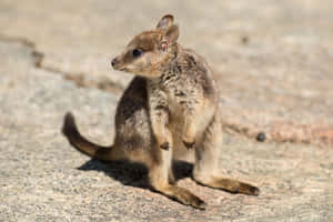 Rock Hopping Wallaby Wallpaper