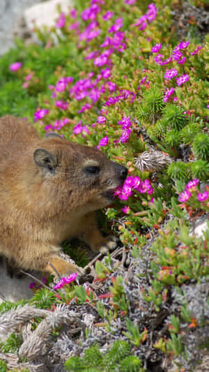 Rock Hyrax Among Purple Flowers Wallpaper