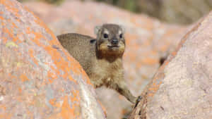 Rock Hyrax Between Boulders Wallpaper