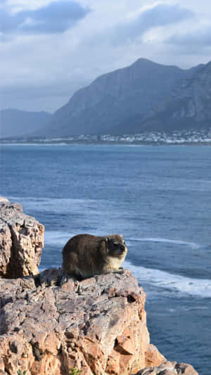 Rock Hyrax Coastal Viewpoint Wallpaper