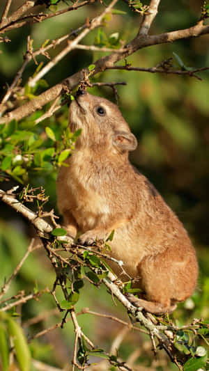 Rock Hyrax Feedingon Branch Wallpaper