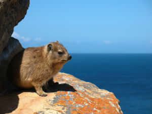 Rock Hyrax Ocean View Wallpaper