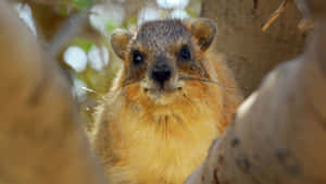 Rock Hyrax Peeking Through Branches Wallpaper