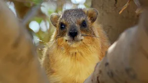 Rock Hyrax Peeking Through Branches Wallpaper