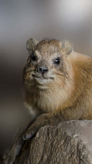 Rock Hyrax Portrait Wallpaper