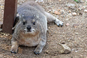 Rock Hyrax Restingon Ground.jpg Wallpaper