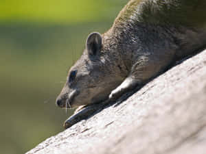 Rock Hyrax Restingon Rock Wallpaper