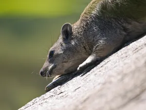 Rock Hyrax Restingon Rock Wallpaper
