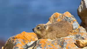 Rock Hyrax Restingon Stone Wallpaper