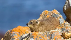 Rock Hyrax Restingon Stone Wallpaper