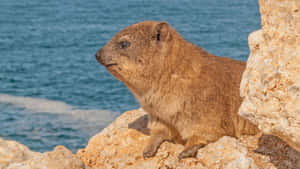 Rock Hyrax Seaside Perch Wallpaper