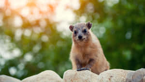 Rock Hyrax Sunrise Perch.jpg Wallpaper