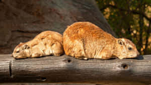 Rock Hyraxes Restingon Log Wallpaper