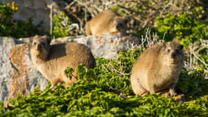 Rock Hyraxesin Habitat.jpg Wallpaper