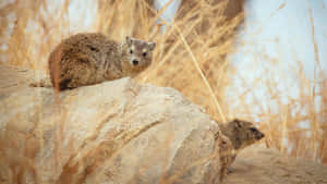 Rock Hyraxeson Stone Outcrop Wallpaper