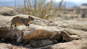 Rock Hyraxeson Stony Ground Wallpaper