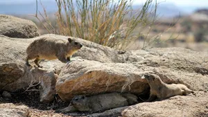 Rock Hyraxeson Stony Ground Wallpaper