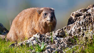 Rock Hyraxin Natural Habitat Wallpaper