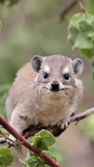 Rock Hyraxin Natural Habitat.jpg Wallpaper