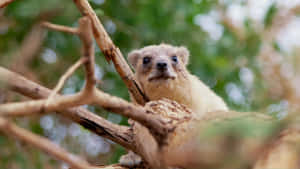 Rock Hyraxin Tree Branches Wallpaper