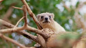 Rock Hyraxin Tree Branches Wallpaper
