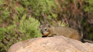 Rock Hyraxon Boulder Wallpaper