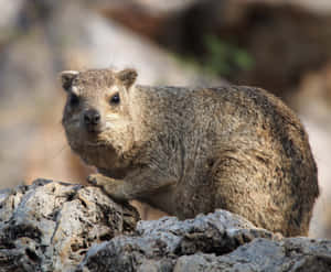 Rock Hyraxon Rocks Wallpaper