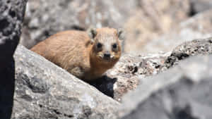 Rock Hyraxon Rocks.jpg Wallpaper