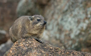 Rock Hyraxon Rocky Outcrop Wallpaper