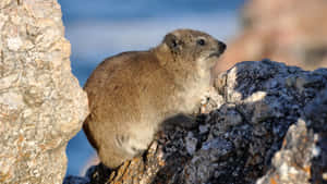 Rock Hyraxon Rugged Terrain.jpg Wallpaper