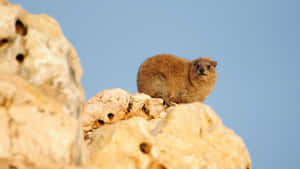 Rock Hyraxon Rugged Terrain.jpg Wallpaper