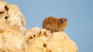 Rock Hyraxon Rugged Terrain.jpg Wallpaper