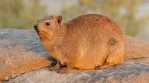 Rock Hyraxon Stone Wallpaper