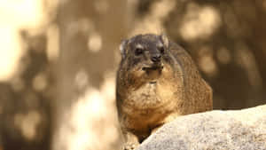 Rock Hyraxon Stone Outcrop Wallpaper