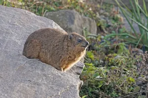 Rock Hyraxon Stone Outcrop Wallpaper