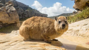 Rock Hyraxon Sunny Rocks Wallpaper