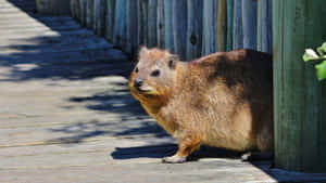 Rock Hyraxon Wooden Boardwalk Wallpaper