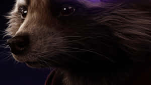 Rocket Raccoon Close Up Wallpaper