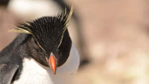 Rockhopper Penguin Close Up Wallpaper