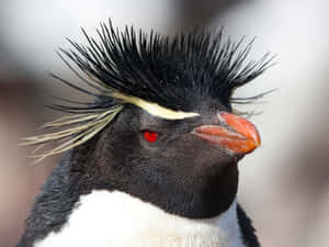 Rockhopper Penguin Close Up Portrait Wallpaper