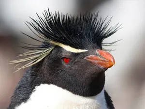 Rockhopper Penguin Close Up Portrait Wallpaper