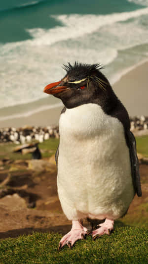 Rockhopper Penguin Coastal Portrait Wallpaper