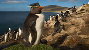 Rockhopper Penguin Colony Coastline Wallpaper