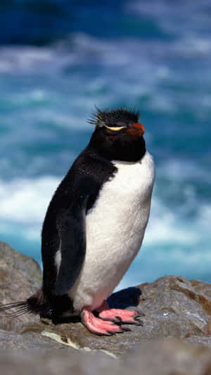 Rockhopper Penguin Ocean Backdrop Wallpaper