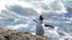 Rockhopper Penguin Ocean Backdrop.jpg Wallpaper